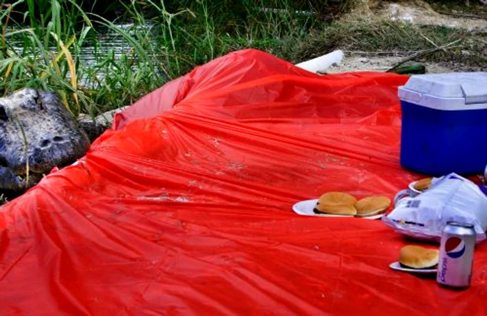 Aligatorul înfometat (FOTO CATERS)