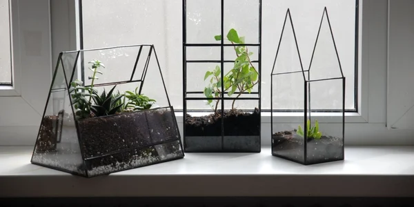 terrarium