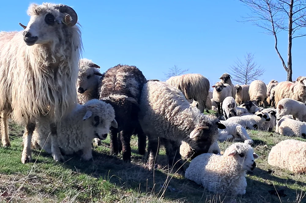 Fermierii români sunt afectați de pesta micilor rumegătoare FOTO Ionelia Nuca