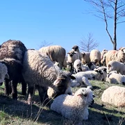 oi si miei judetul olt, bobicesti   foto ionelia nuca (13) jpeg