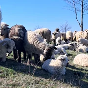 oi si miei judetul olt, bobicesti   foto ionelia nuca (13) jpeg
