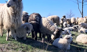 oi si miei judetul olt, bobicesti   foto ionelia nuca (13) jpeg