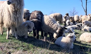 oi si miei judetul olt, bobicesti   foto ionelia nuca (13) jpeg