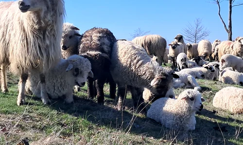 oi si miei judetul olt, bobicesti   foto ionelia nuca (13) jpeg