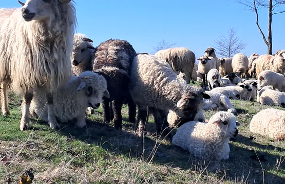 oi si miei judetul olt, bobicesti foto ionelia nuca (13) jpeg