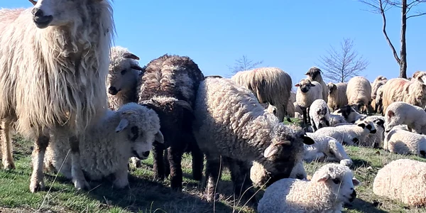 oi si miei judetul olt, bobicesti   foto ionelia nuca (13) jpeg