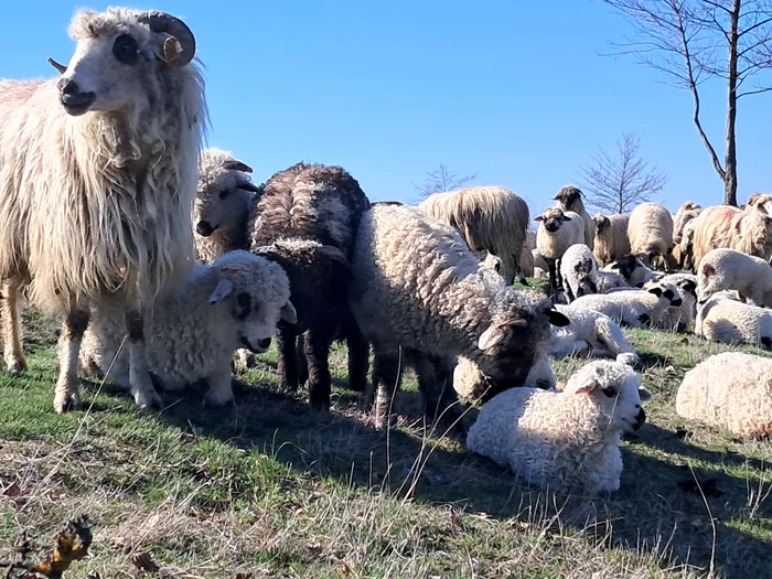 Crescătorii încă mai speră să vândă mieii cu un preț bun de Paște FOTO: Ionelia Nucă