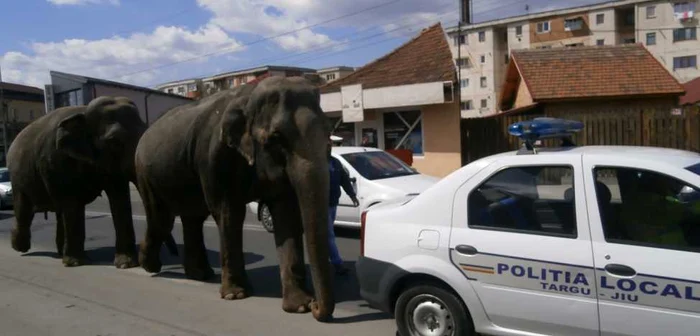 Maşina Poliţiei Locale a deschis calea elefanţilor