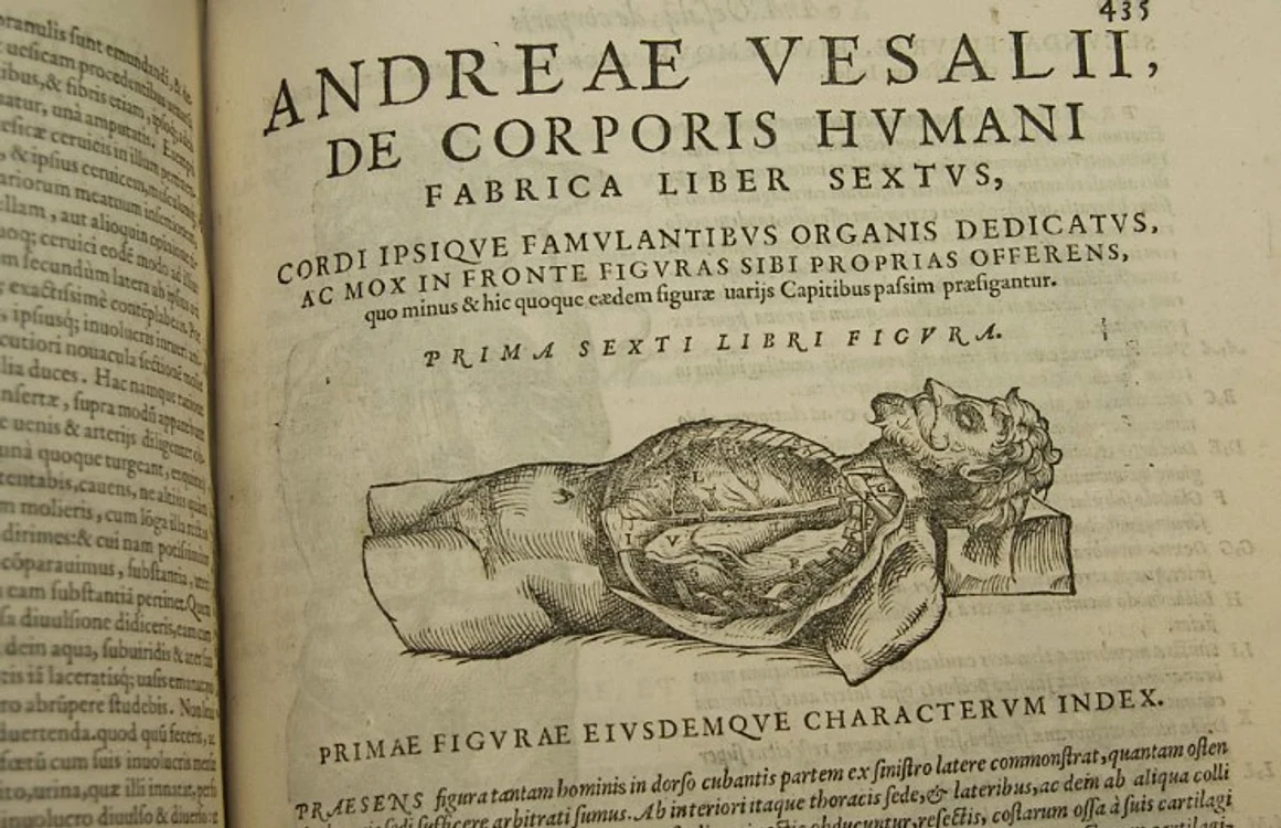 17 vesalius third b small jpg jpeg