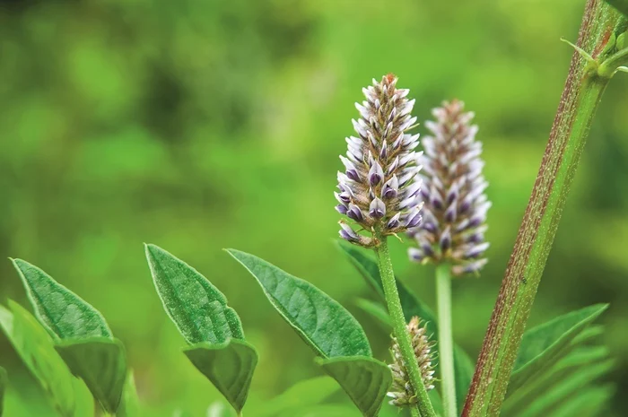 2 lemnul dulce jpg jpeg