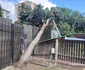Copac căzut în Sighetu Marmației Foto: ISU Maramureș