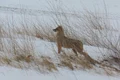 sacal delta dunarii foto arbdd jpg