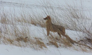 sacal delta dunarii foto arbdd jpg