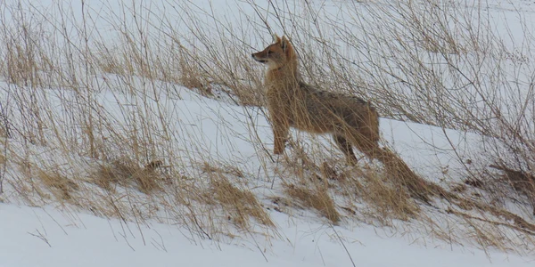 sacal delta dunarii foto arbdd jpg