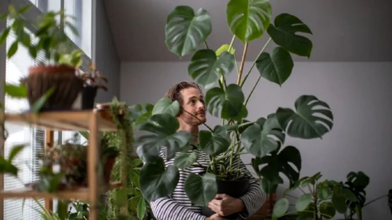 Există plante de apartament care se adaptează cu ușurință la condiții de iluminare scăzută.