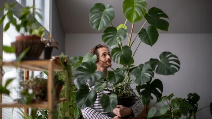 Există plante de apartament care se adaptează cu ușurință la condiții de iluminare scăzută.