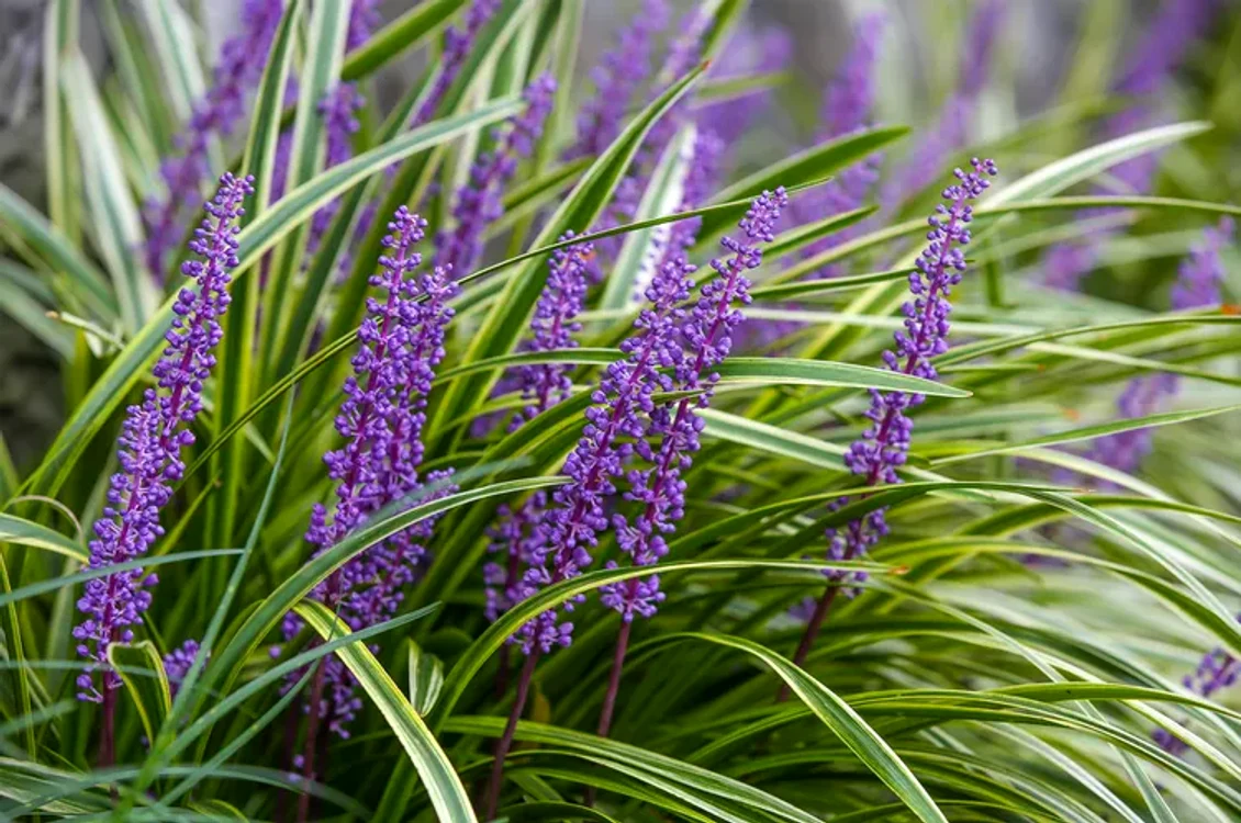 Planta va înflori spectaculos  / foto: Getty Images
