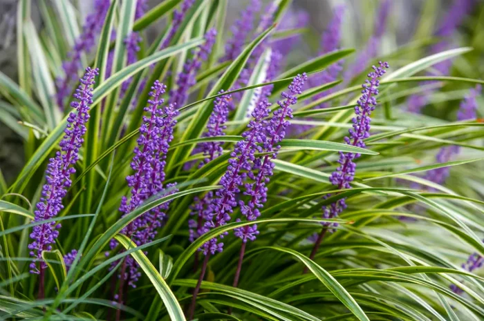 Planta va înflori spectaculos  / foto: Getty Images