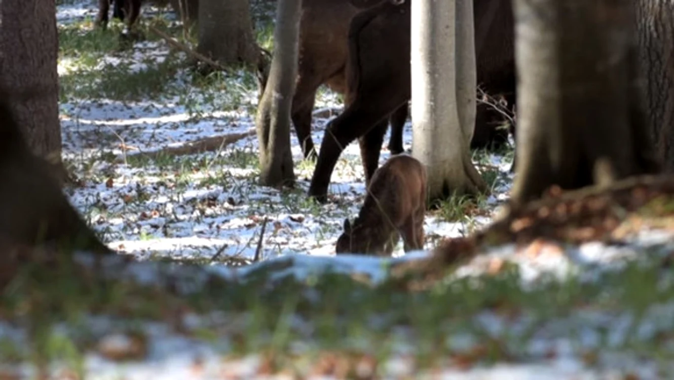 
    La sfârșitul anului trecut, s-a născut primul pui de zimbru, în Munții Făgăraș  