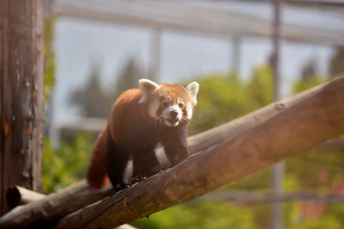 Doi pui de panda roşu s-au născut la Grădina Zoologică din Braşov FOTO Primăria Braşov