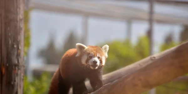 Doi pui de panda roşu s-au născut la Grădina Zoologică din Braşov FOTO Primăria Braşov
