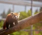 Doi pui de panda roşu s-au născut la Grădina Zoologică din Braşov FOTO Primăria Braşov