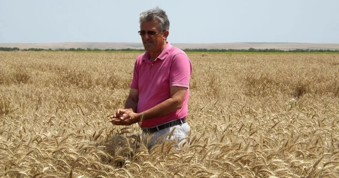 Economistul Nicolae Bîlcă spune că producţia de grâu este de invidiat în fiecare an, indiferent dacă este sau nu secetă FOTO Corina Macavei