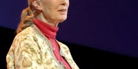 jane goodall foto wikipedia  png