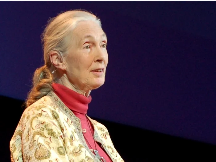 Jane Goodall/FOTO: Wikipedia