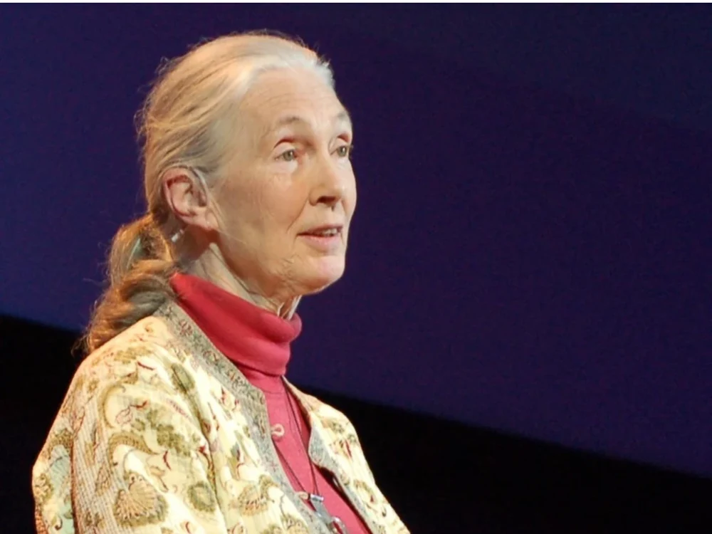 Jane Goodall, primatolog britanic celebru pentru studiile asupra cimpanzeilor, a murit la 91 de ani