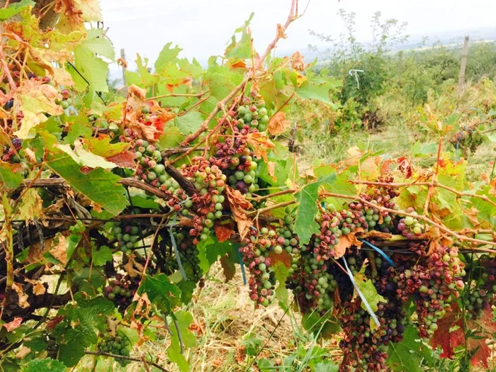 Grindina a făcut ravagii în Vrancea