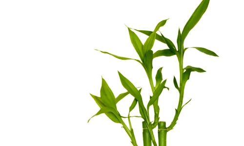 bambus îngrijire jpeg