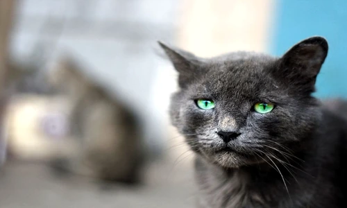 1 79856 original jpg jpeg