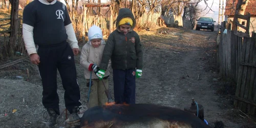 Gospodarii valceni respecta tradiţia sacrificării porcului
