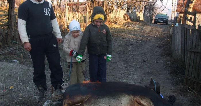 Gospodarii valceni respecta tradiţia sacrificării porcului