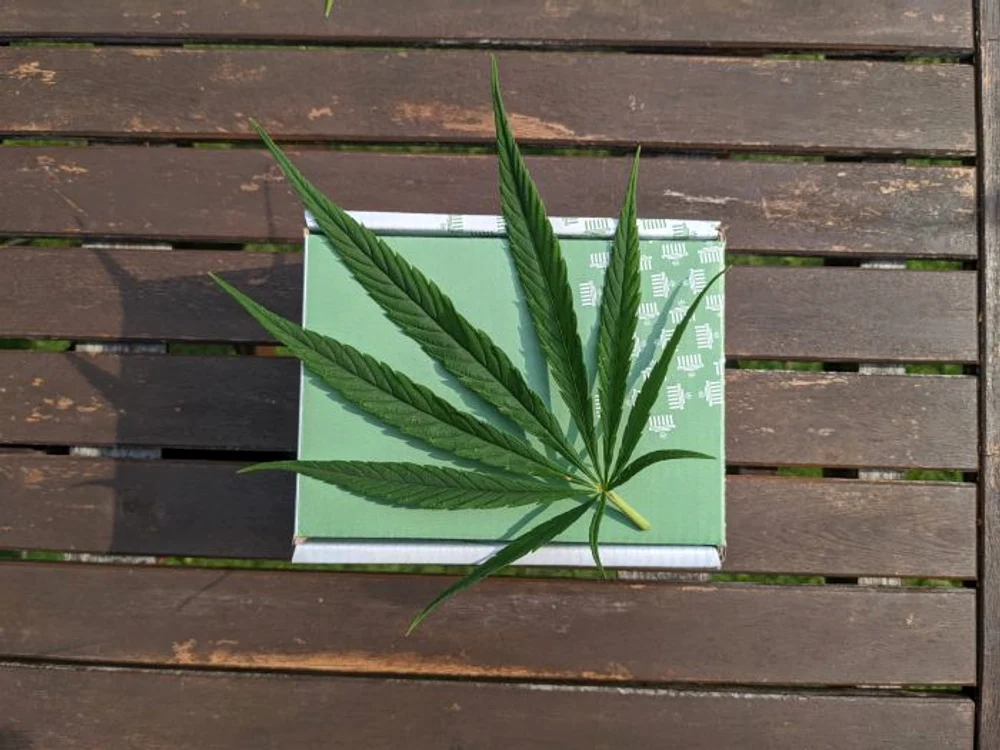 Trei persoane cer înființarea unui partid pentru legalizarea marijunei. Foto cu caracter ilustrativ