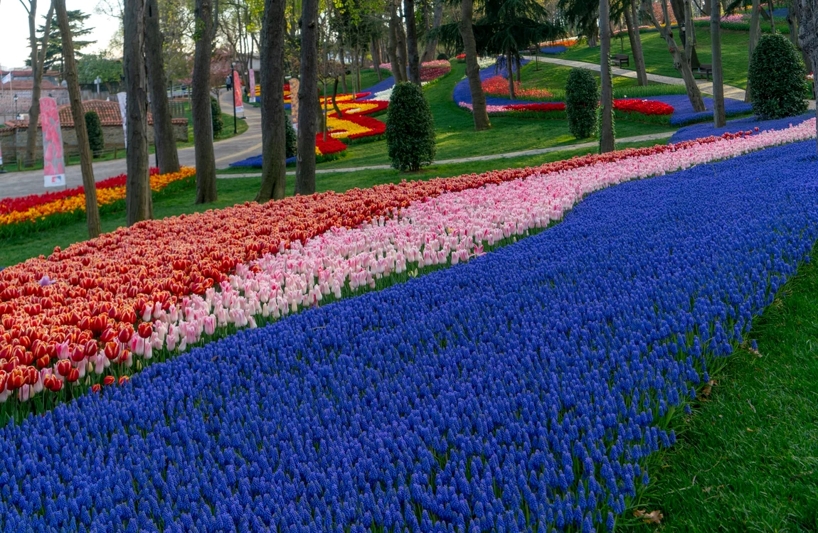 Lalele colorate în Istanbul/foto TGA