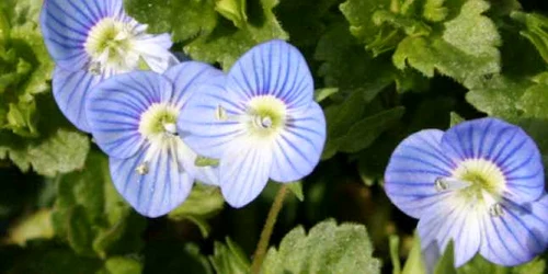 ventrilica Botanistii.ro