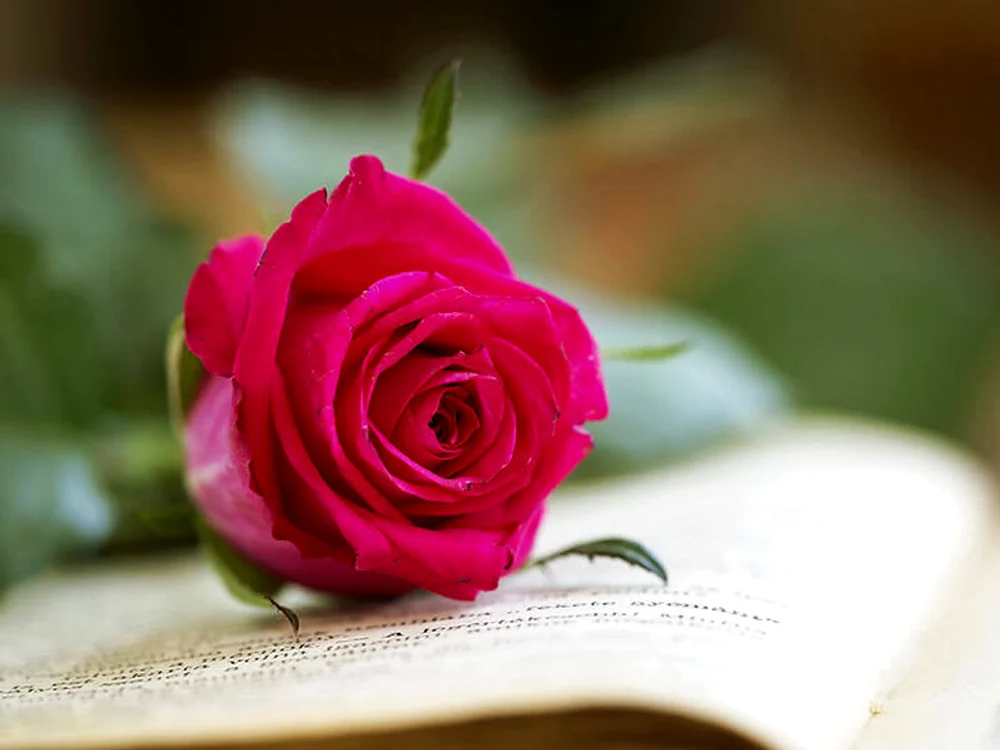 pink rose jpg jpeg