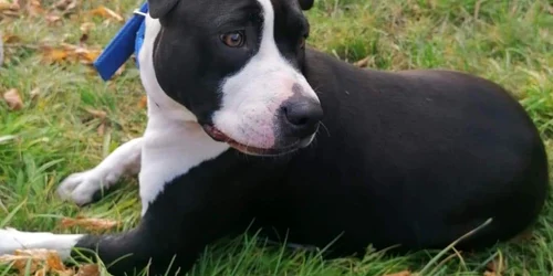 amstafpierdut cainipiatraneamt jpg