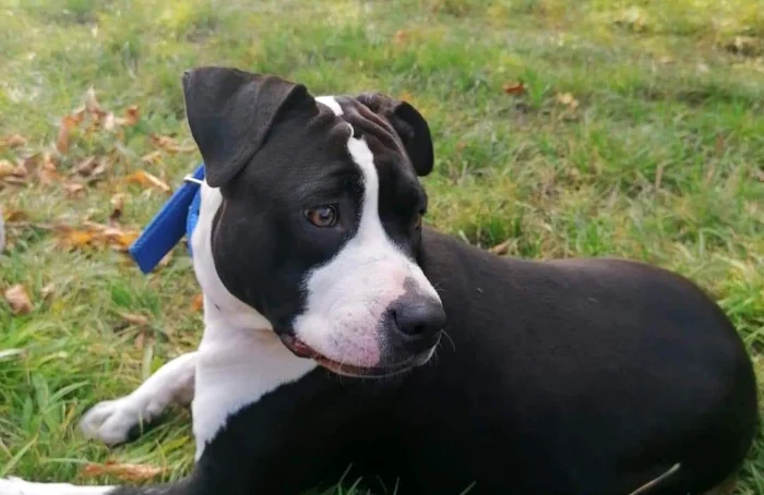 Sasha, un Amstaff pierdut. FOTO Facebook Câini pierduți Piatra Neamț