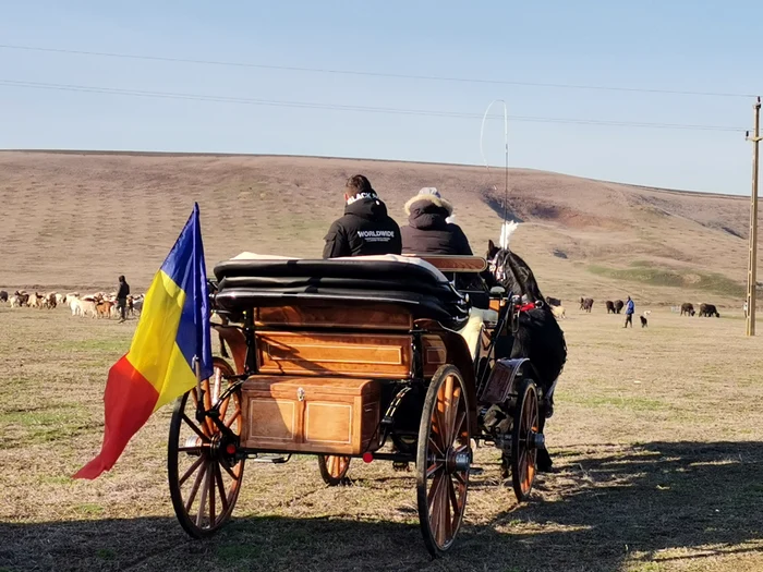Pasionații își aduc animalele și trăsurile de concurs cu platforme speciale FOTO: Alina Mitran