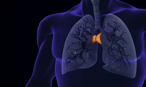 timus shutterstock 2465027357 jpg