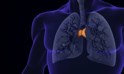 timus shutterstock 2465027357 jpg