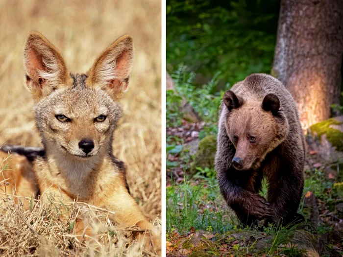 Șacal și urs/FOTO: Shutterstock