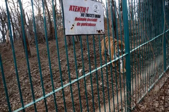 Tigrul de la Grădina Zoologică îşi apăra teritoriul