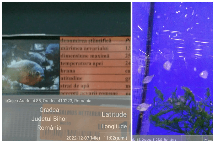 Operațiunea „Piranha" scoate la iveală grave nereguli în comerțul românesc cu animale exotice periculoase