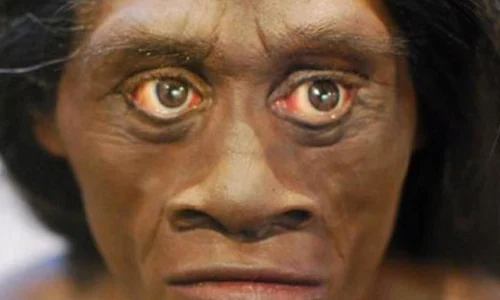 Dispariţia hobbiţilor, cauzată de omul modern? jpeg