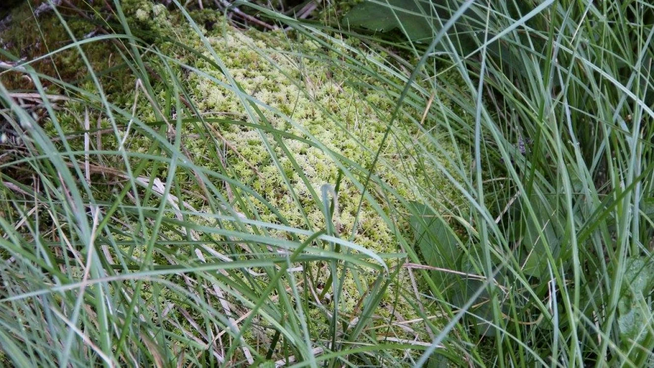 turbaria laptici