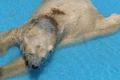 La grădina zoologică din Argentina, ursul are o piscină de doar 50 de centimetri jpeg